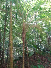 Astrocaryum mexicanum