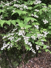 Deutzia floribunda
