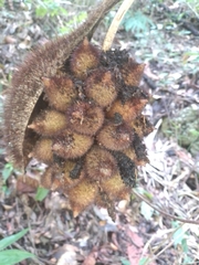 Astrocaryum mexicanum