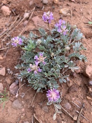 Astragalus gilensis