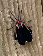 Ctenucha multifaria