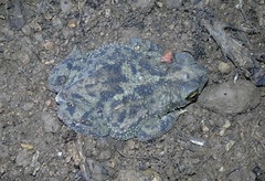 Rhinella humboldti