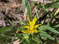 Ericameria bloomeri