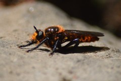 Laphria vultur