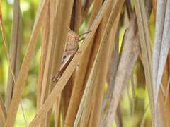 Austracris basalis