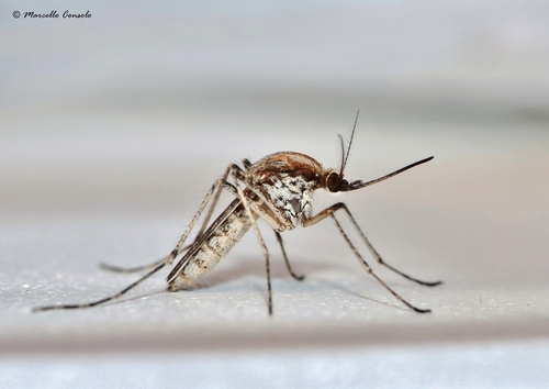 Aedes caspius · iNaturalist