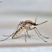 Aedes caspius - Photo (c) Marcello Consolo, some rights reserved (CC BY-NC-SA)