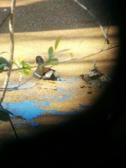 Gallinula galeata cachinnans