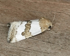 Schinia chryselloides