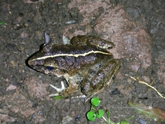 Limnonectes macrodon