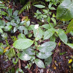 Monopyle maxonii