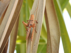 Austracris basalis