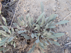 Penstemon humilis