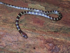 Lycodon subannulatus