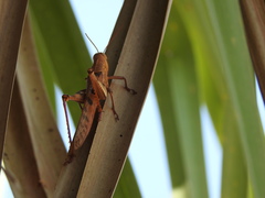Austracris basalis