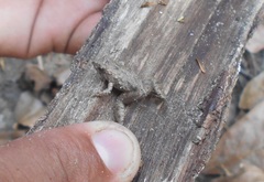 Pseudopaludicola pusilla