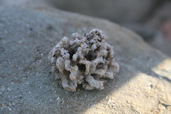 Cyclostomatida