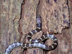 Lycodon subannulatus