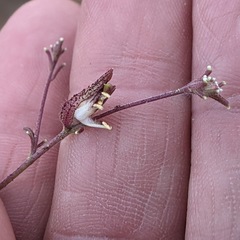 Cordylanthus nevinii