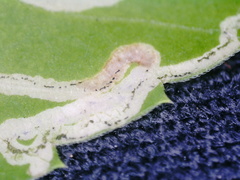 Liriomyza carphephori