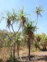 Pandanus spiralis