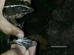 Limnonectes macrodon