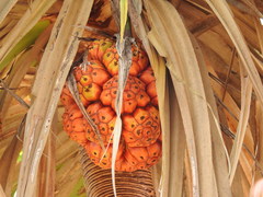 Pandanus spiralis