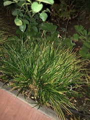 Poaceae
