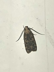 Martyringa latipennis