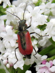 Malachius aeneus