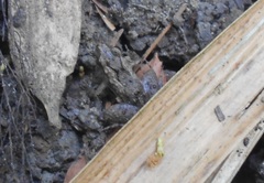 Pseudopaludicola pusilla