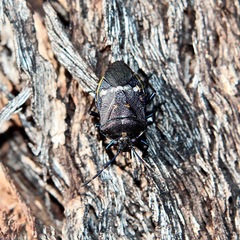 Aplerotus