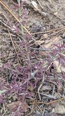 Cordylanthus nevinii