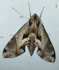 Eumorpha satellitia