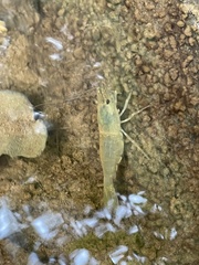 Macrobrachium asperulum