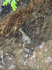 Macrobrachium asperulum