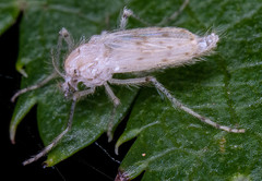 Chaoborus maculipes