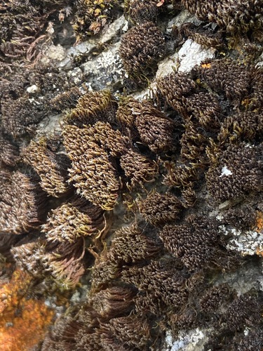 Schistidium tenerum