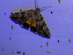 Catocala lineella