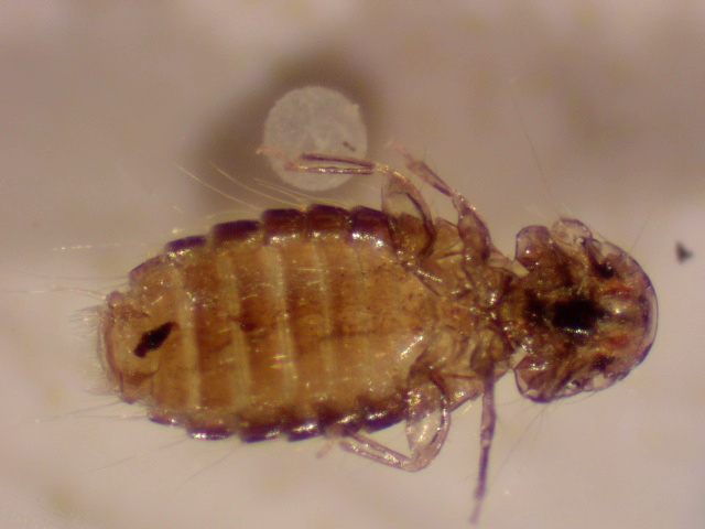 Louse