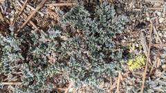 Astragalus leucolobus