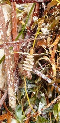 Densipora corrugata