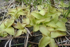 Pinguicula macroceras