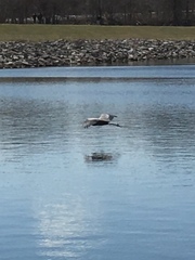 Ardea herodias