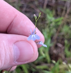 Lobelia nuttallii