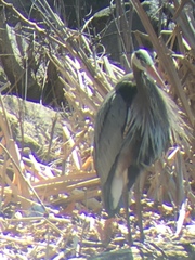 Ardea herodias