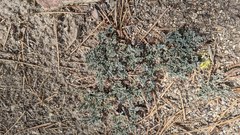 Astragalus leucolobus