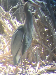 Ardea herodias