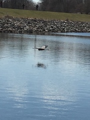 Ardea herodias