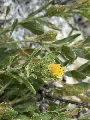 Idaho Goldenweed (Eurybia aberrans)